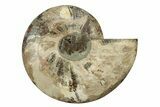 Cut & Polished Ammonite Fossil (Half) - Madagascar #238788-1